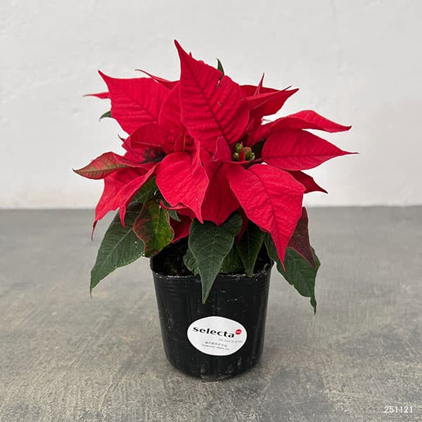 ポインセチア：レッド 2.5号ポット