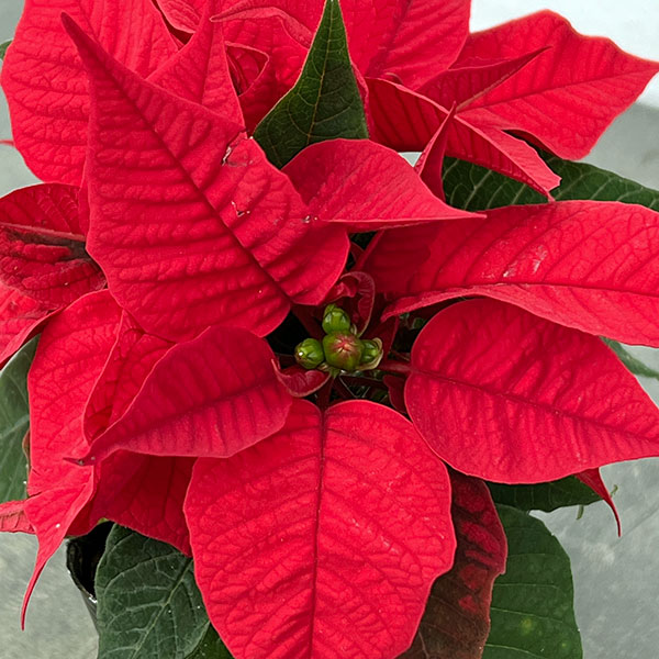 ポインセチア：レッド 2.5号ポット