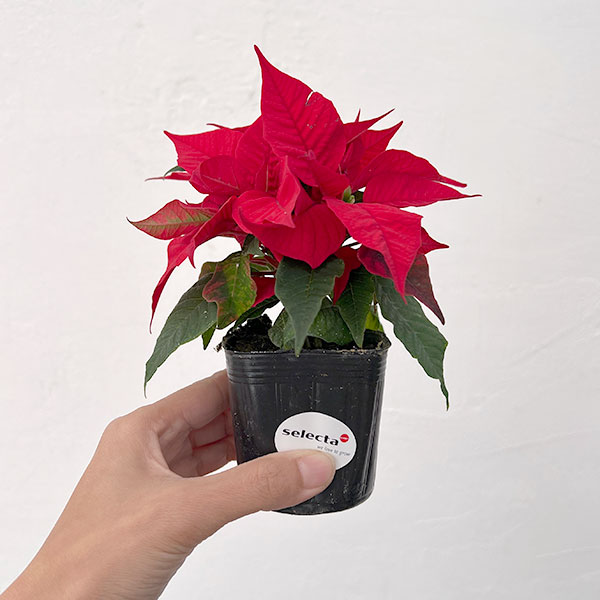 ポインセチア：レッド 2.5号ポット