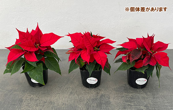 ポインセチア：レッド 2.5号ポット