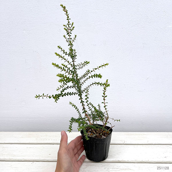 メラレウカ:センテッドペーパーバーク3号ポット