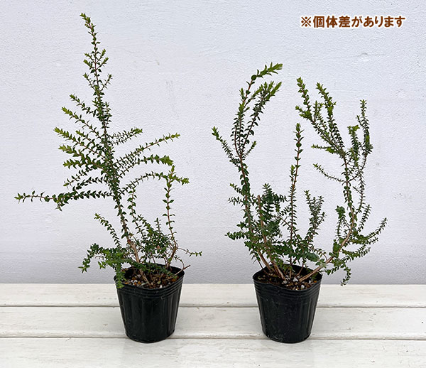 メラレウカ:センテッドペーパーバーク3号ポット