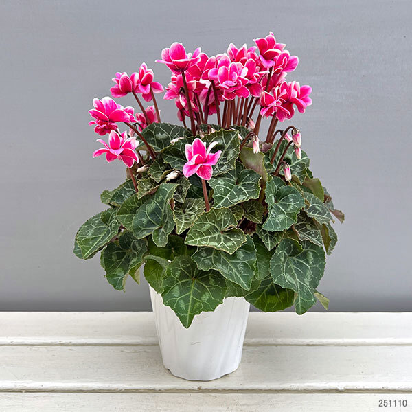 シクラメン：チモ ピコティ　ローズピンク4号鉢植え