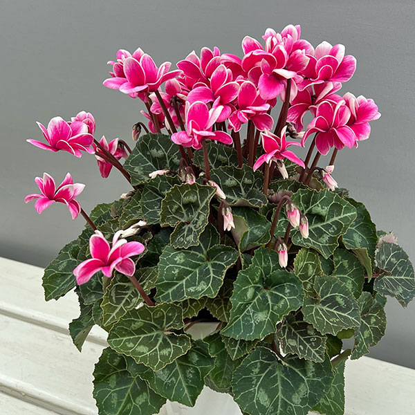 シクラメン：チモ ピコティ　ローズピンク4号鉢植え