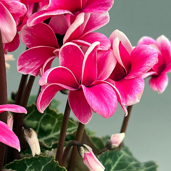 シクラメン：チモ ピコティ　ローズピンク4号鉢植え