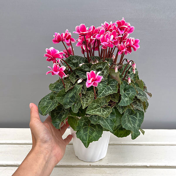 シクラメン：チモ ピコティ　ローズピンク4号鉢植え