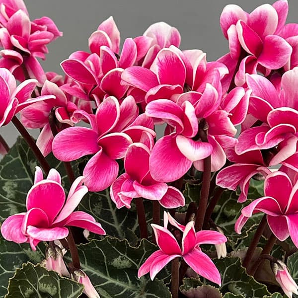 シクラメン：チモ ピコティ　ローズピンク4号鉢植え