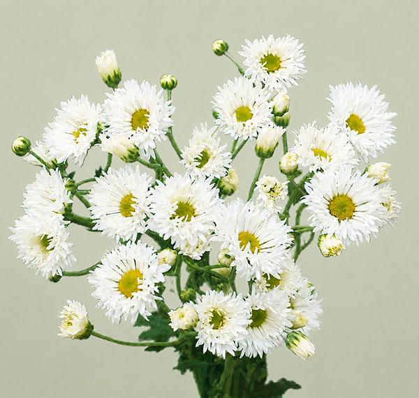 手間なし菊苗：8月咲き変わり菊：ジャンゴ4号ポット