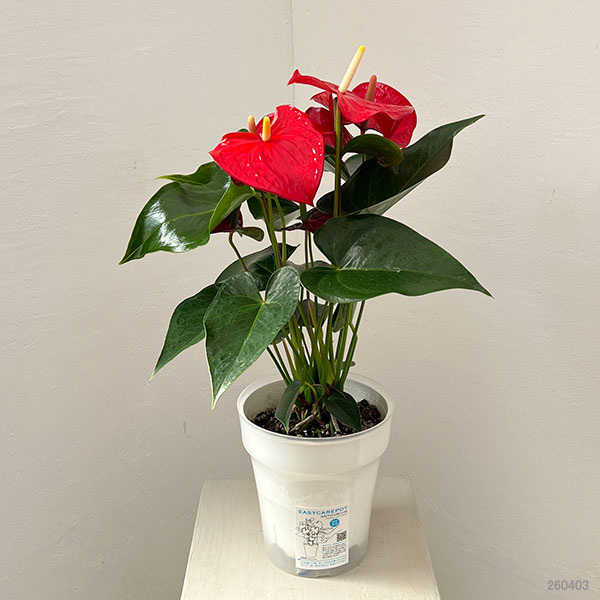 アンスリウム：ケリダ　6号イージーケアポット植え