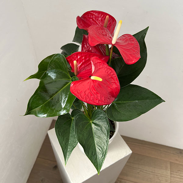 アンスリウム：ケリダ　6号イージーケアポット植え