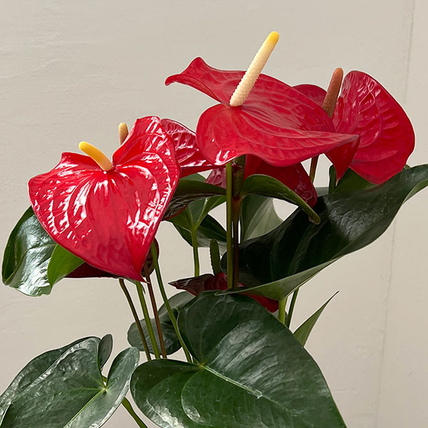 アンスリウム：ケリダ　6号イージーケアポット植え