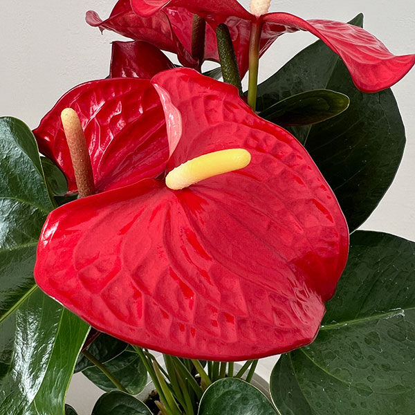 アンスリウム：ケリダ　6号イージーケアポット植え