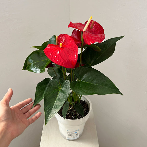 アンスリウム：ケリダ　6号イージーケアポット植え