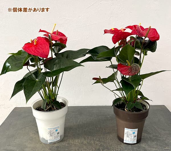 アンスリウム：ケリダ　6号イージーケアポット植え