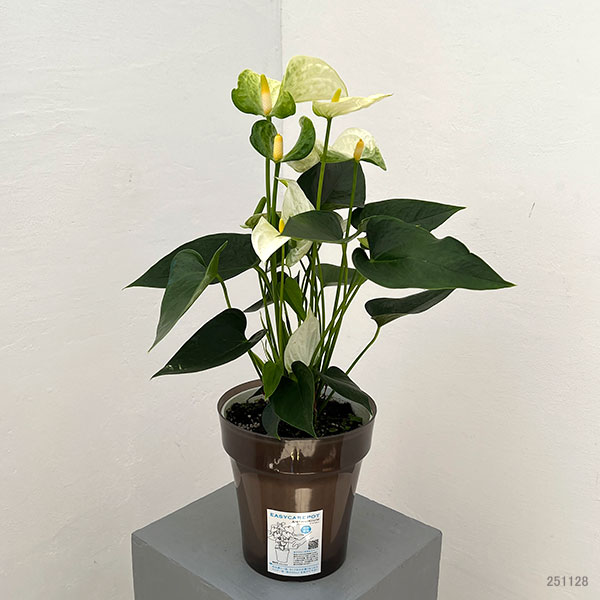 アンスリウム：ココス　6号イージーケアポット植え