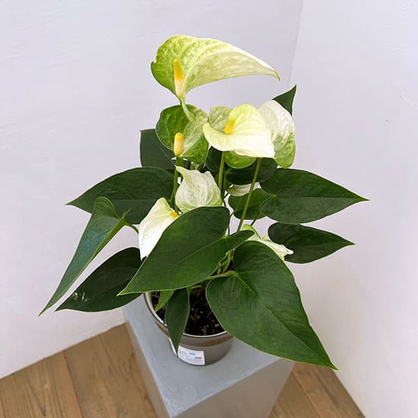 アンスリウム：ココス　6号イージーケアポット植え