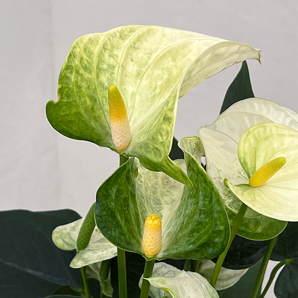 アンスリウム：ココス　6号イージーケアポット植え