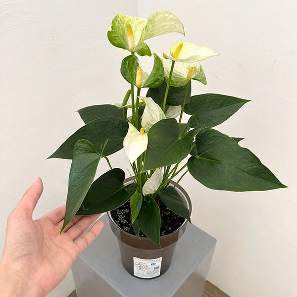 アンスリウム：ココス　6号イージーケアポット植え