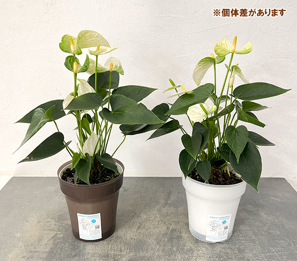 アンスリウム：ココス　6号イージーケアポット植え