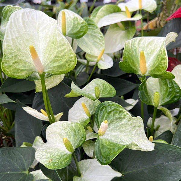 アンスリウム：ココス　6号イージーケアポット植え