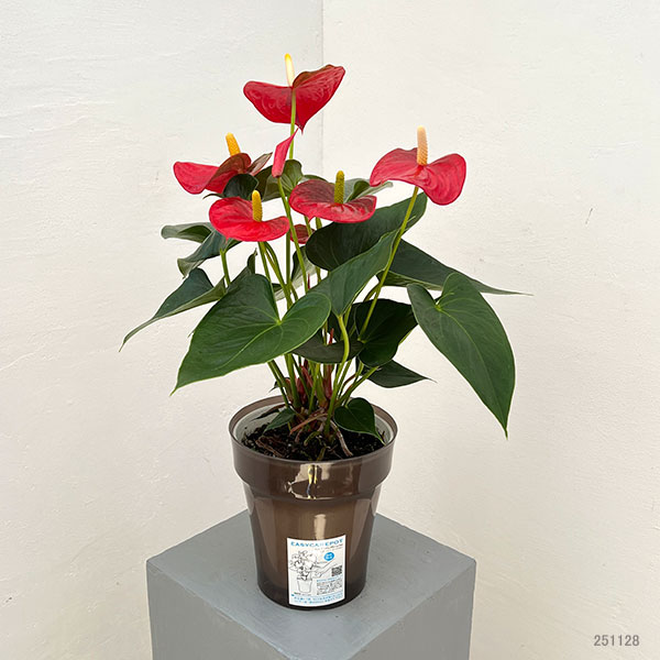 アンスリウム:アロハ 6号イージーケアポット植え