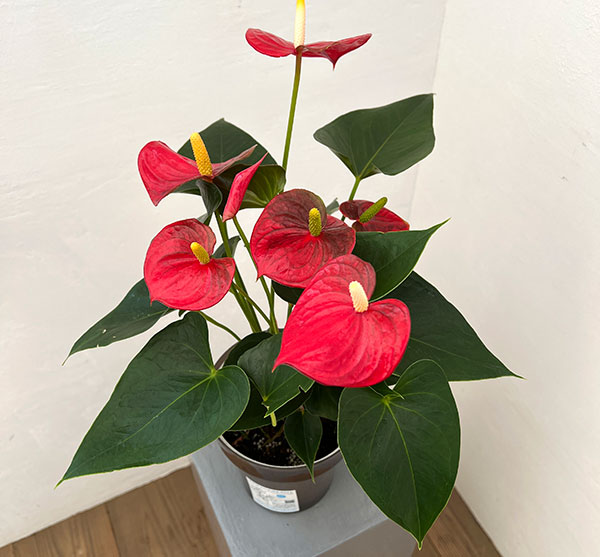 アンスリウム:アロハ 6号イージーケアポット植え