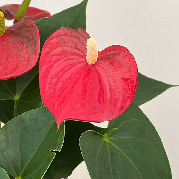 アンスリウム:アロハ 6号イージーケアポット植え