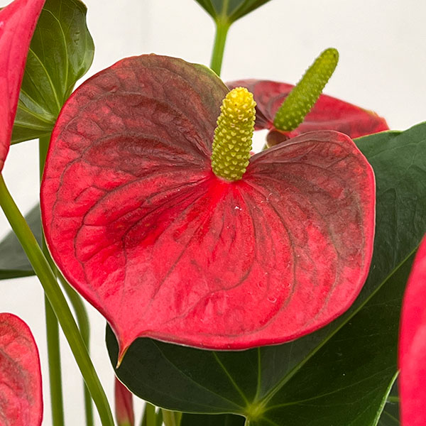 アンスリウム:アロハ 6号イージーケアポット植え