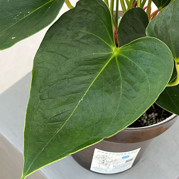 アンスリウム:アロハ 6号イージーケアポット植え