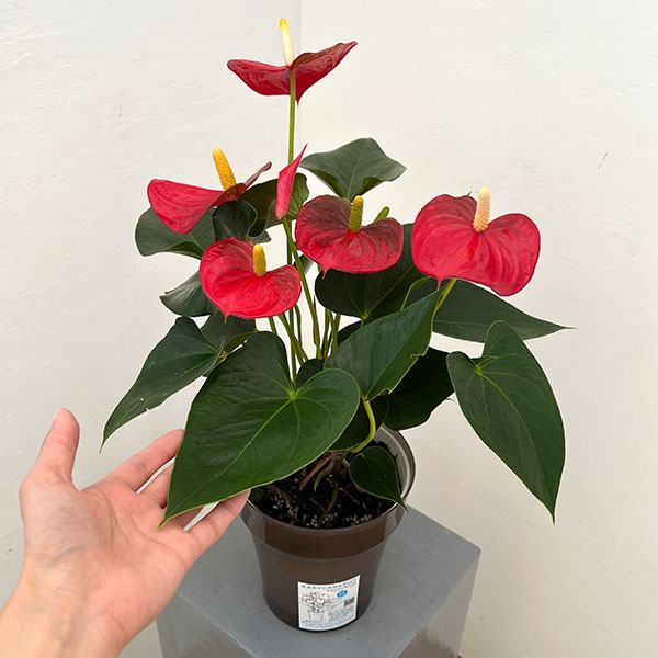 アンスリウム:アロハ 6号イージーケアポット植え