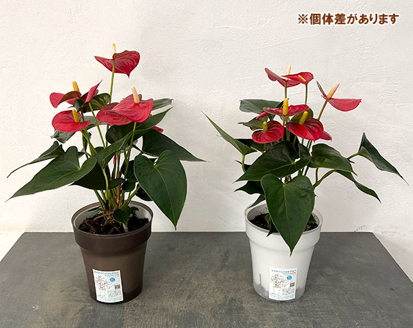 アンスリウム:アロハ 6号イージーケアポット植え