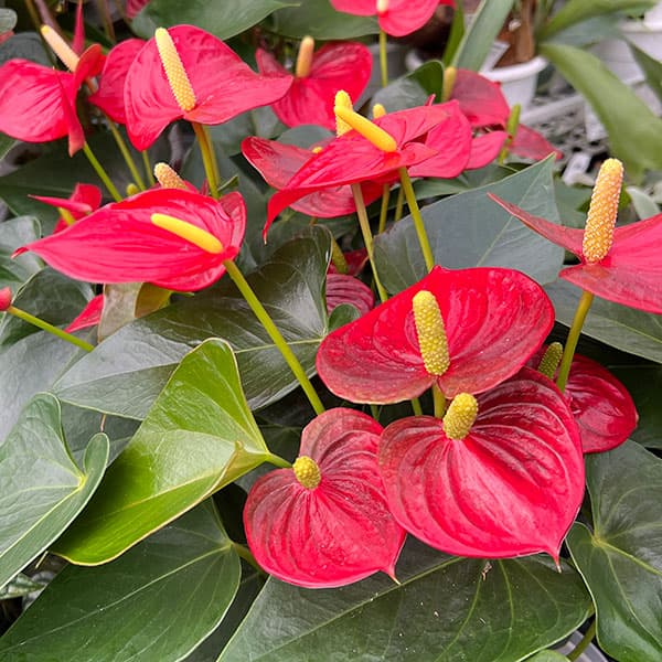 アンスリウム:アロハ 6号イージーケアポット植え