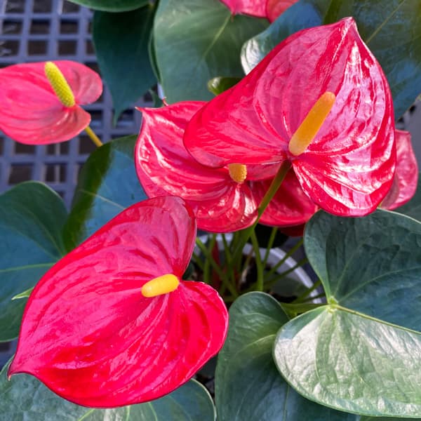 アンスリウム：アロハ　6号イージーケアポット植え