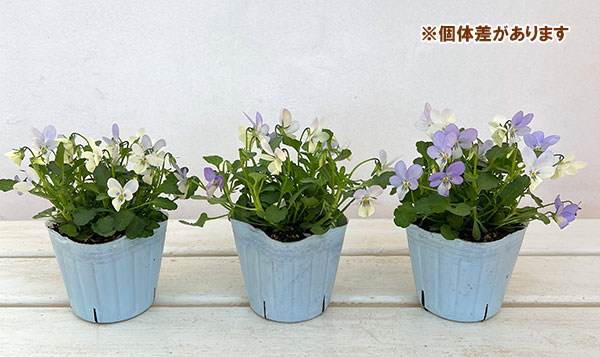 ビオラ:宮崎ビオラ(石川園芸さん) 白うさぎ3号ポット