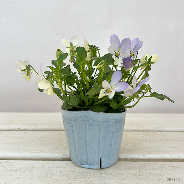 ビオラ:宮崎ビオラ(石川園芸さん) 白うさぎ3号ポット