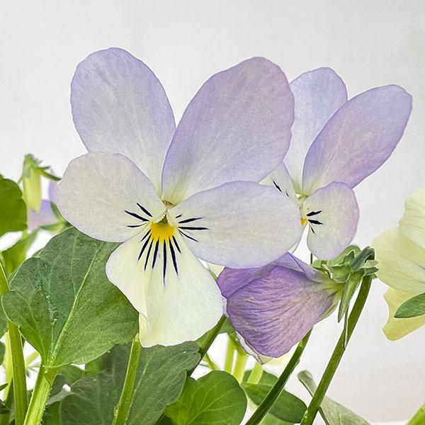 ビオラ:宮崎ビオラ(石川園芸さん) 白うさぎ3号ポット
