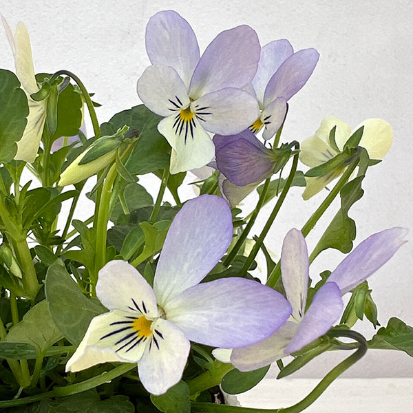 ビオラ:宮崎ビオラ(石川園芸さん) 白うさぎ3号ポット