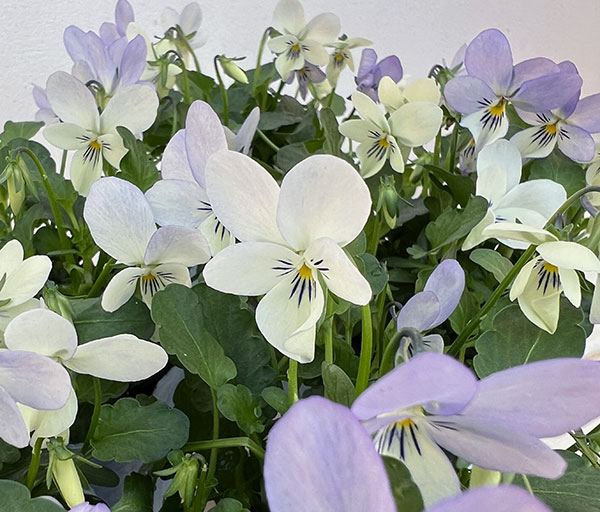 ビオラ:宮崎ビオラ(石川園芸さん) 白うさぎ3号ポット