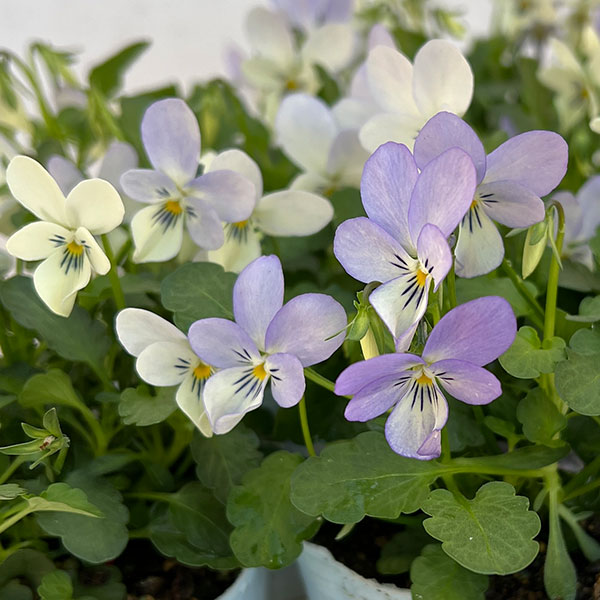 ビオラ:宮崎ビオラ(石川園芸さん) 白うさぎ3号ポット