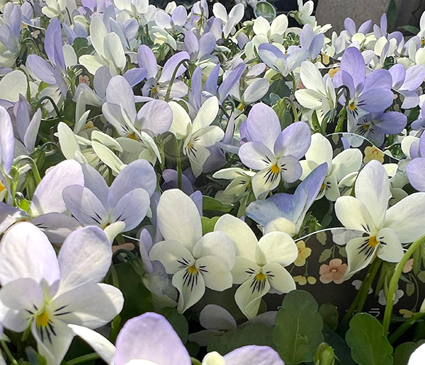 ビオラ:宮崎ビオラ(石川園芸さん) 白うさぎ3号ポット