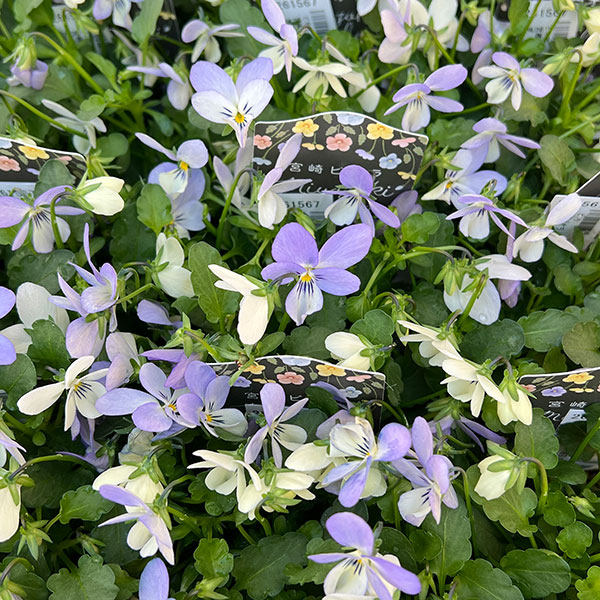 ビオラ:宮崎ビオラ(石川園芸さん) 白うさぎ3号ポット