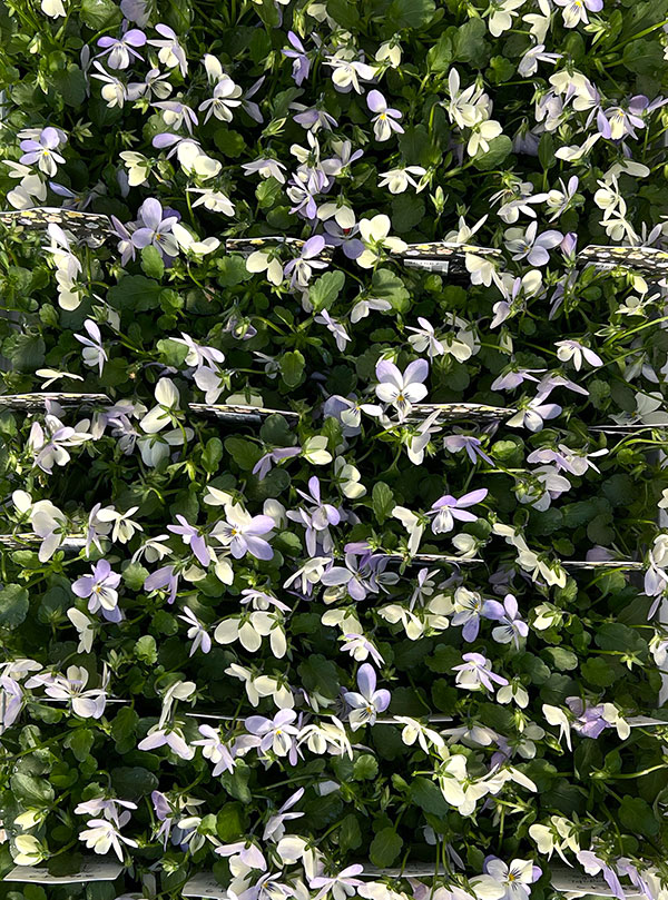 ビオラ:宮崎ビオラ(石川園芸さん) 白うさぎ3号ポット