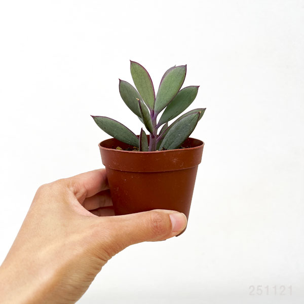 セネシオ：クラシハマタ　2.5号ポット