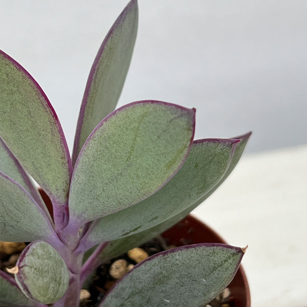 セネシオ：クラシハマタ　2.5号ポット