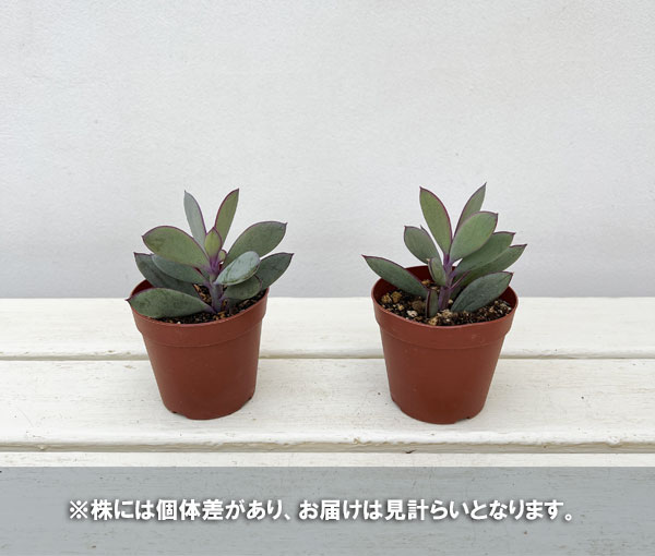 セネシオ：クラシハマタ　2.5号ポット