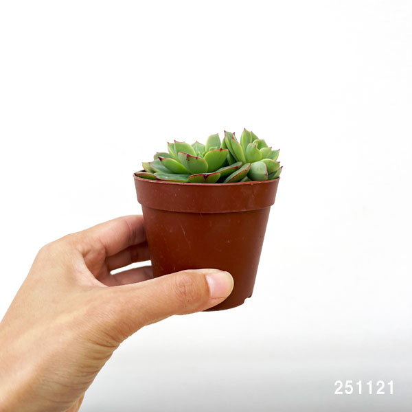 エケベリア：紅化粧　2.5号ポット