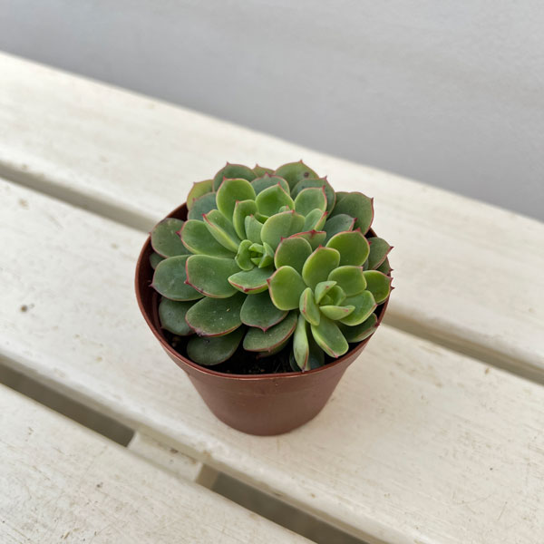 エケベリア：紅化粧　2.5号ポット