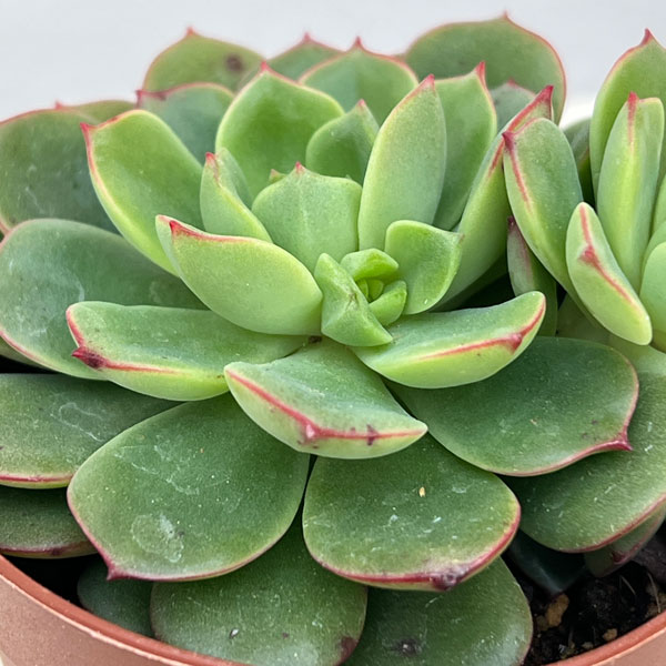 エケベリア：紅化粧　2.5号ポット