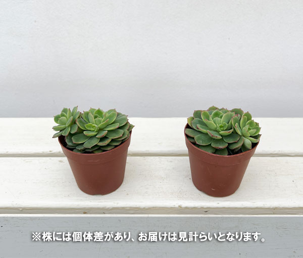 エケベリア：紅化粧　2.5号ポット