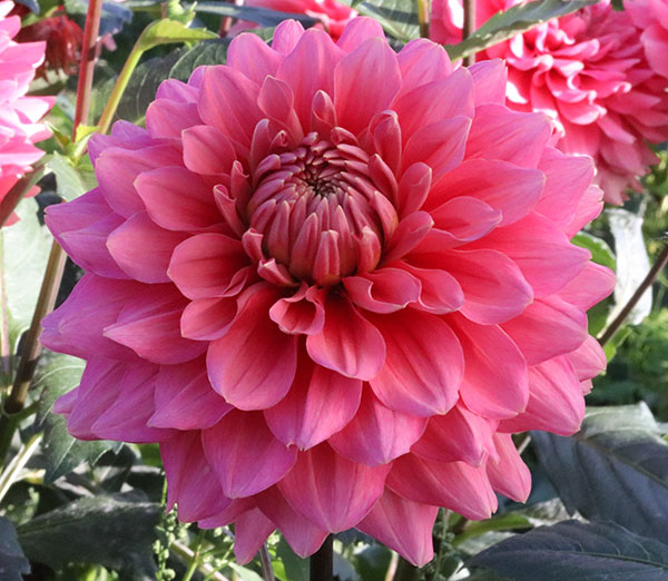 [26年3月中下旬予約]ダリアの球根：（中輪）アリア1球